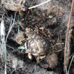 Geastrum sp. at Fadden, ACT - 20 Jun 2023 07:43 AM