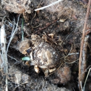 Geastrum sp. at Fadden, ACT - 20 Jun 2023 07:43 AM