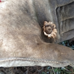 Geastrum sp. at Fadden, ACT - 20 Jun 2023 07:43 AM