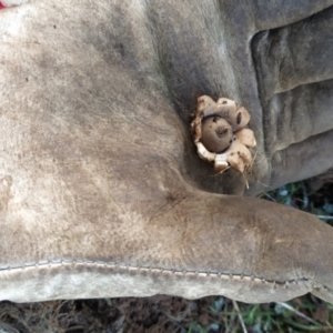 Geastrum sp. at Fadden, ACT - 20 Jun 2023