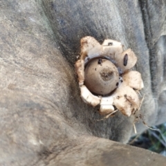 Geastrum sp. at Fadden, ACT - 20 Jun 2023