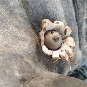 Geastrum sp. at Fadden, ACT - 20 Jun 2023 07:43 AM