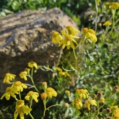 Senecio madagascariensis (Madagascan Fireweed, Fireweed) at Strathnairn, ACT - 20 Jun 2023 by RobSpeirs