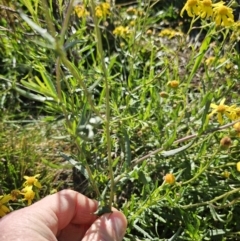 Senecio madagascariensis at Strathnairn, ACT - 20 Jun 2023