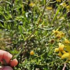 Senecio madagascariensis at Strathnairn, ACT - 20 Jun 2023