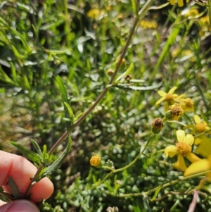 Senecio madagascariensis at Strathnairn, ACT - 20 Jun 2023 09:49 AM