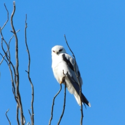 Elanus axillaris (Black-shouldered Kite) at Jerrabomberra, ACT - 20 Jun 2023 by CallumBraeRuralProperty