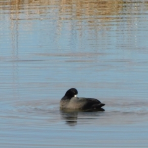 Fulica atra at Jerrabomberra, ACT - 20 Jun 2023