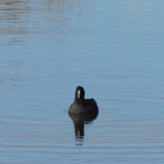 Fulica atra at Jerrabomberra, ACT - 20 Jun 2023