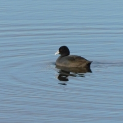 Fulica atra at Jerrabomberra, ACT - 20 Jun 2023