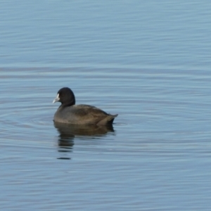 Fulica atra at Jerrabomberra, ACT - 20 Jun 2023