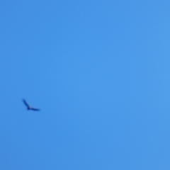 Aquila audax (Wedge-tailed Eagle) at Hughes, ACT - 20 Jun 2023 by kieranh