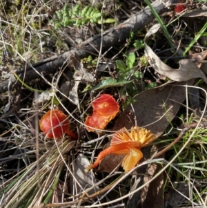 Hygrocybe sp. ‘red’ at Throsby, ACT - 20 Jun 2023