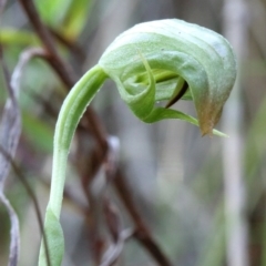 Pterostylis hispidula (Small Nodding Greenhood) at Mittagong - 20 Jun 2023 by Snowflake