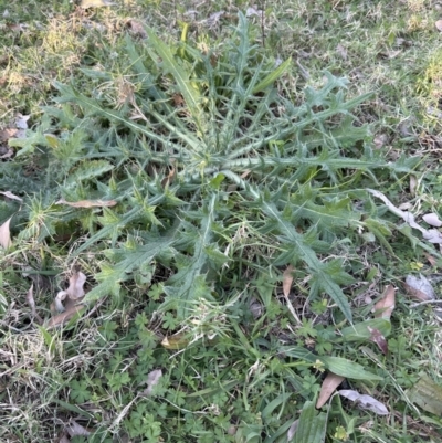 Cirsium vulgare (Spear Thistle) at Kangaroo Valley, NSW - 20 Jun 2023 by lbradley