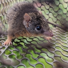 Antechinus flavipes (Yellow-footed Antechinus) at Gelston Park, NSW - 20 Jun 2023 by Darcy