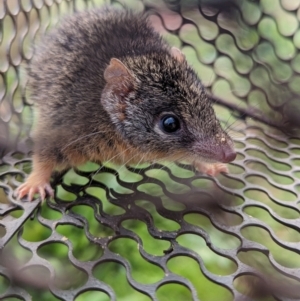 Antechinus flavipes at Gelston Park, NSW - suppressed