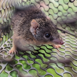 Antechinus flavipes at Gelston Park, NSW - suppressed