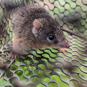 Antechinus flavipes at Gelston Park, NSW - suppressed