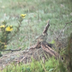 Pyrrholaemus sagittatus (Speckled Warbler) at Gelston Park, NSW - 20 Jun 2023 by Darcy
