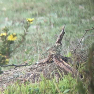 Pyrrholaemus sagittatus (Speckled Warbler) at Gelston Park, NSW - 20 Jun 2023 by Darcy