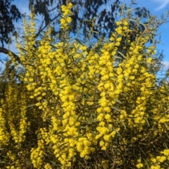 Acacia lanigera var. lanigera (Woolly Wattle, Hairy Wattle) at Cookardinia, NSW - 20 Jun 2023 by Darcy