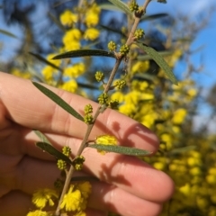 Acacia lanigera var. lanigera at Cookardinia, NSW - 20 Jun 2023