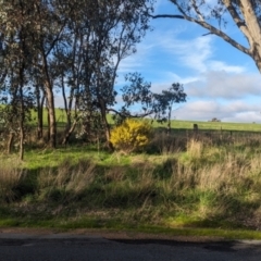 Acacia lanigera var. lanigera at Cookardinia, NSW - 20 Jun 2023 02:50 PM