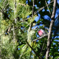 Petroica rosea (Rose Robin) at Mittagong - 20 Jun 2023 by Boobook38