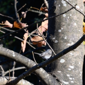 Petroica rosea at Mittagong, NSW - 20 Jun 2023 12:14 PM