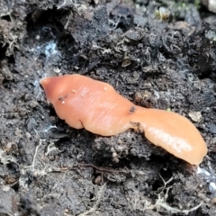 Australoplana alba (A flatworm) at Sullivans Creek, Lyneham South - 18 Jun 2023 by trevorpreston