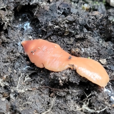 Australoplana alba (A flatworm) at Sullivans Creek, Lyneham South - 18 Jun 2023 by trevorpreston