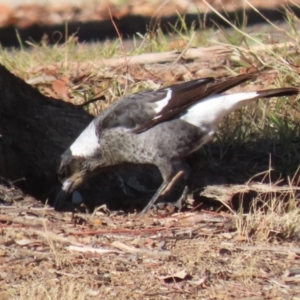 Gymnorhina tibicen at Gordon, ACT - 20 Jun 2023