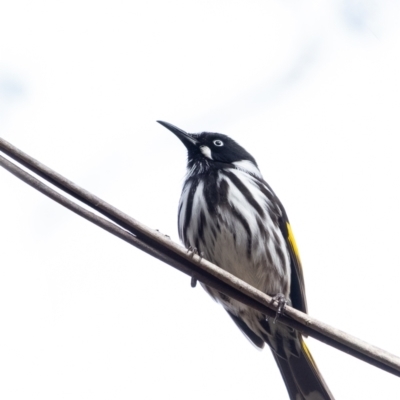 Phylidonyris novaehollandiae (New Holland Honeyeater) at Wingello - 12 Jun 2023 by Aussiegall