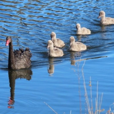 Cygnus atratus (Black Swan) at Gordon, ACT - 20 Jun 2023 by RodDeb