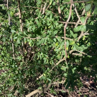 Lycium ferocissimum (African Boxthorn) at Lyneham Ridge - 20 Jun 2023 by Rosie