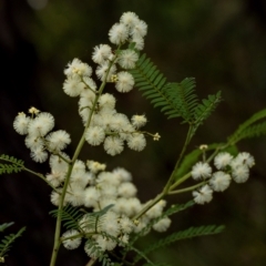 Acacia terminalis (Sunshine Wattle) at Wingecarribee Local Government Area - 12 Jun 2023 by Aussiegall