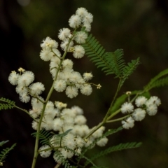 Acacia terminalis (Sunshine Wattle) at Penrose - 12 Jun 2023 by Aussiegall