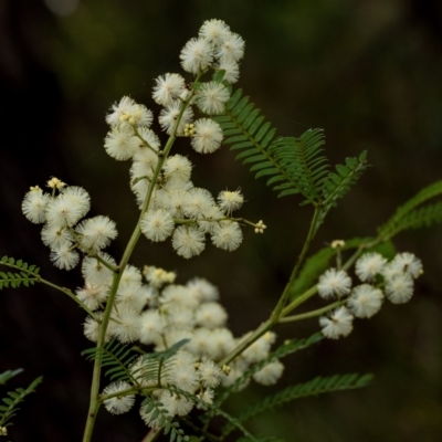 Acacia terminalis (Sunshine Wattle) at Wingecarribee Local Government Area - 12 Jun 2023 by Aussiegall