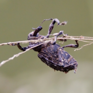 Orthorhinus cylindrirostris at Paddys River, ACT - 29 Dec 2022