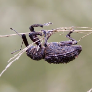 Orthorhinus cylindrirostris at Paddys River, ACT - 29 Dec 2022