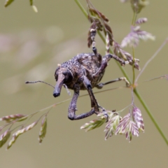 Orthorhinus cylindrirostris at Paddys River, ACT - 29 Dec 2022