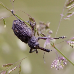 Orthorhinus cylindrirostris at Paddys River, ACT - 29 Dec 2022