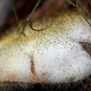 Mucorales at Penrose, NSW - suppressed