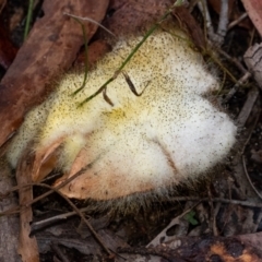Mucorales at Penrose, NSW - suppressed