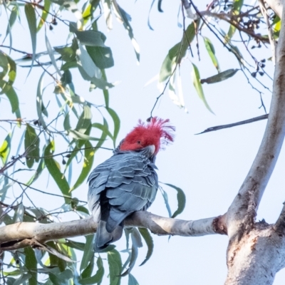 Callocephalon fimbriatum (Gang-gang Cockatoo) at Wingecarribee Local Government Area - 20 Jun 2023 by Aussiegall
