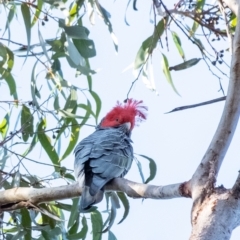 Callocephalon fimbriatum (Gang-gang Cockatoo) at Penrose, NSW - 20 Jun 2023 by Aussiegall