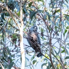 Callocephalon fimbriatum at Penrose, NSW - suppressed