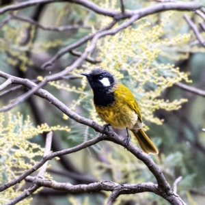 Nesoptilotis leucotis at Weetangera, ACT - 12 Jun 2023 03:45 PM