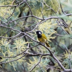 Nesoptilotis leucotis at Weetangera, ACT - 12 Jun 2023 03:45 PM